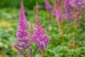 False goatsbeard astilbe arendsii flowers