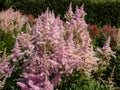 False goatsbeard (Astilbe x arendsii) \'America\' flowering with pink feathery flowers in attractive plume Royalty Free Stock Photo