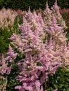 False goatsbeard (Astilbe x arendsii) \'America\' flowering with pink feathery flowers in attractive plume