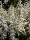 False goatsbeard (Astilbe x arendsii) \'Ellie\' flowering with panicles of large, showy white plumes in the
