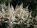 False goatsbeard (Astilbe x arendsii) \'Ellie\' flowering with erect panicles of showy white plumes in the