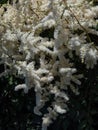 False goatsbeard (Astilbe x arendsii) \'Ellie\' flowering with panicles of showy white plumes in the