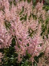 False goatsbeard (Astilbe x arendsii) \'Erica\' flowering with heather pink flowers held in open, narrow plum