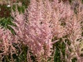 False goatsbeard (Astilbe x arendsii) \'Erica\' flowering with heather pink flowers held in open, narrow plum