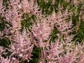 False goatsbeard (Astilbe x arendsii) \'Erica\' flowering with pink flowers held in open, narrow plum