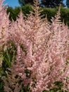 False goatsbeard (Astilbe x arendsii) \'Erica\' flowering with heather pink flowers held in open, narrow plum