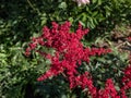 False goatsbeard (Astilbe x arendsii) \'Rotlicht\' flowering with red showy flowers in the garden in summer