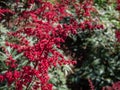 False goatsbeard (Astilbe x arendsii) \'Rotlicht\' flowering with red showy flowers in the garden in summer