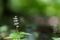 Close up of a False lily of the valley Royalty Free Stock Photo