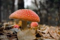 Close-up of false umbrella fungus, chlorophyll molybdite fly agaric or lepiota with green spores in the forest. soft focus, Royalty Free Stock Photo