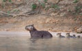 Close up of a family of Capybaras in water