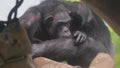 Close-up of a family of chimpanzees cleaning their fur. Chimpanzees are part of the primate homeland