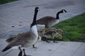 Close up of a family of geese Royalty Free Stock Photo