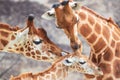 Close-up of family of giraffes in a gorgeous touching moment Royalty Free Stock Photo