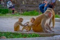 Close up of a family of monkeys playing at outdoors at Swayambhu Stupa, Monkey Temple, Kathmandu, Nepal Royalty Free Stock Photo