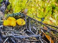 Close-up of a family of small orange chanterelles growing among green grass in a pine forest. Cutting of edible mushrooms