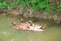 Family three ducks floating on the river , animal nature background