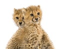 Close-up on a family of three months old cheetah cubs