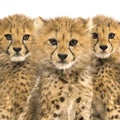 Close-up on a family of three months old cheetah cubs