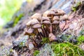 Close-up of a family of wild mushrooms. A forest mushroom growing in moss.