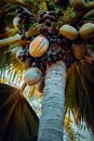 Close up of the famous Coco de Mer coconut palm tree in the botanical garden of Mahe, Seychelles Royalty Free Stock Photo