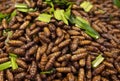 Close-up of crispy fried insects street food of Thailand Royalty Free Stock Photo