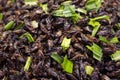 Close-up of crispy fried insects street food as well-known of Thailand Royalty Free Stock Photo