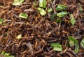 Close-up of crispy fried insects street food as well-known of Thailand. Royalty Free Stock Photo