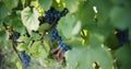 Close-up of the famous Nebbiolo grape in the Piedmont vineyard