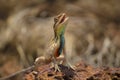 Fan Throated Lizard, Sitana ponticeriana, Close-up, Satara, Maharashtra, India