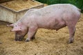 Close up of a farm-raised sow pig eating grains and corn in her pen Royalty Free Stock Photo