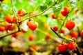 Close up of Farm tasty red tomatoes on the bushes