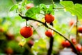 Close up of Farm tasty red tomatoes on the bushes