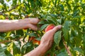 Hands picking peach fruits, orchard tree Royalty Free Stock Photo