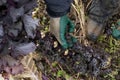 Close Up of Farm Worker`s Hand Holding Purple Kale Plant Royalty Free Stock Photo