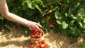 Close up of farmer girl's hand picks a crop of red strawberries on the field