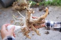 Close up farmer glue drop root Adenium or Azalea flower for wound healing