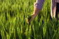 Close-up of Farmer hand holding green wheat ears in the field Royalty Free Stock Photo