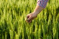 Close-up of Farmer hand holding green wheat ears in the field Royalty Free Stock Photo