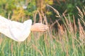 Close-up of Farmer hand holding green wheat ears in the field. Ripening ears. Man walking in a wheat field at sunrise Royalty Free Stock Photo