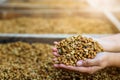 Close up farmer hand holding raw coffee bean for dry out Royalty Free Stock Photo