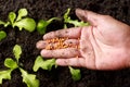 Close up Farmer Hand nurturing young baby Green oak, lettuce