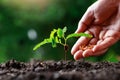 Close up Farmer Hand nurturing young baby plants tamarind tree Royalty Free Stock Photo