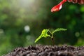 Close up Farmer Hand nurturing young baby plants tamarind tree Royalty Free Stock Photo