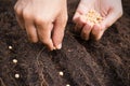 Farmer hand sawing seed on back soil