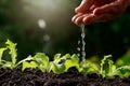 Close up Farmer Hand watering young baby Green oak, lettuce Royalty Free Stock Photo