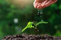 Close up Farmer Hand watering young baby plants tamarind tree