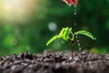 Close up Farmer Hand watering young baby plants tamarind tree Royalty Free Stock Photo