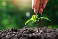 Close up Farmer Hand watering young baby plants tamarind tree Royalty Free Stock Photo