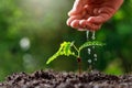 Close up Farmer Hand watering young baby plants tamarind tree Royalty Free Stock Photo